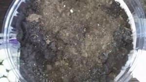 Маргаритки. Посев на рассаду.