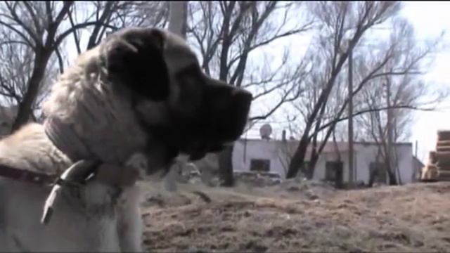 WOLF KILLERS? KANGAL VS MALAKLI dog breeds! смотреть онлайн