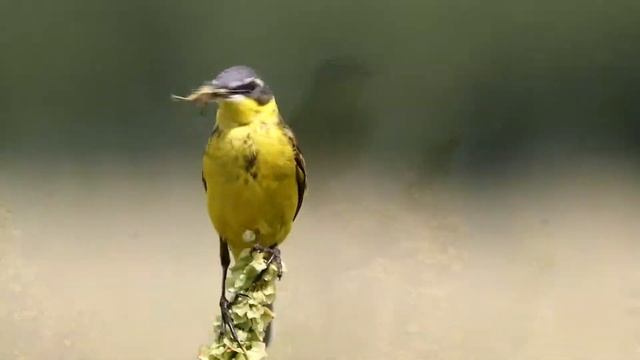 Желтые трясогузки. Motacilla flava. Птицы Беларуси. смотреть онлайн