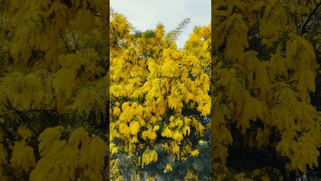 МАРТ В МИЛАНЕ ? ЛОКАЦИИ: VILLA NECCHI CAMPIGLIO, PIAZZA NICOLO TOMMASEO, CARTIER VIA MONTE NAPOLEON смотреть онлайн