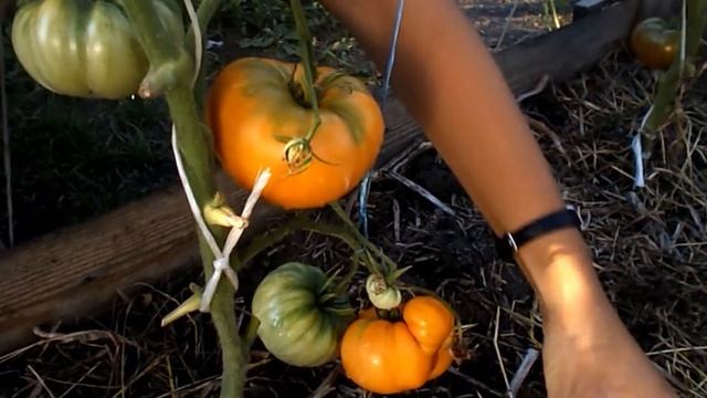 Томат сорт "Amana orange" смотреть онлайн