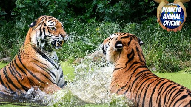 TIGRE [ O MAIOR FELINO DO PLANETA ] смотреть онлайн