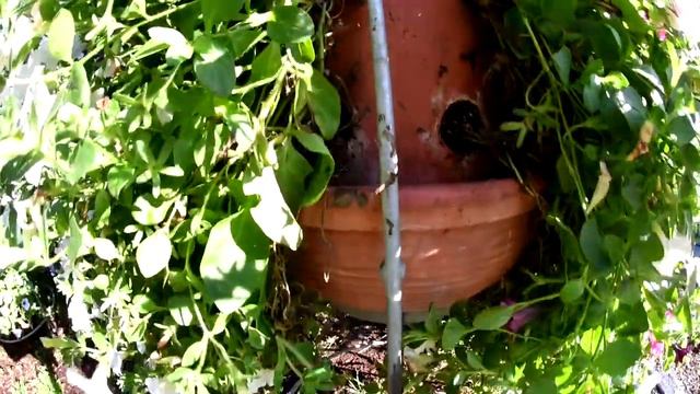 Svlačec pěstební nádoba смотреть онлайн