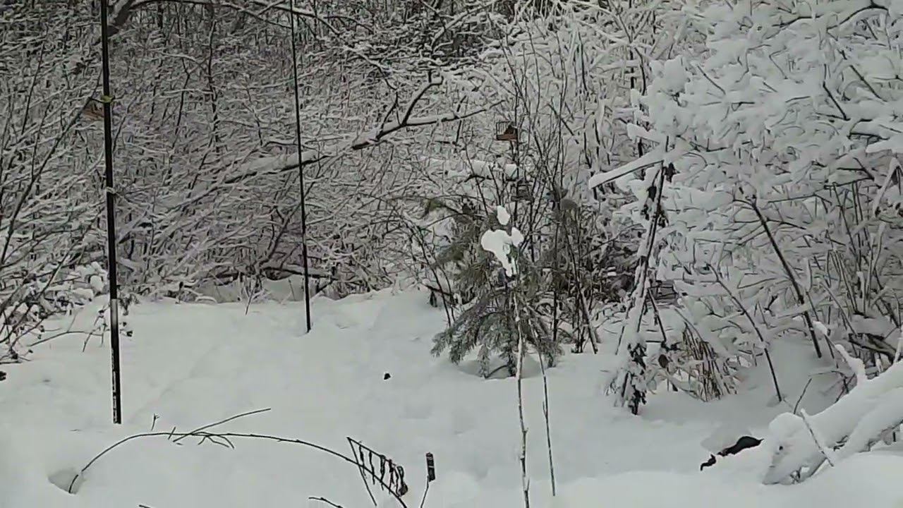 Ловля певчих птиц 4.1.23. смотреть онлайн