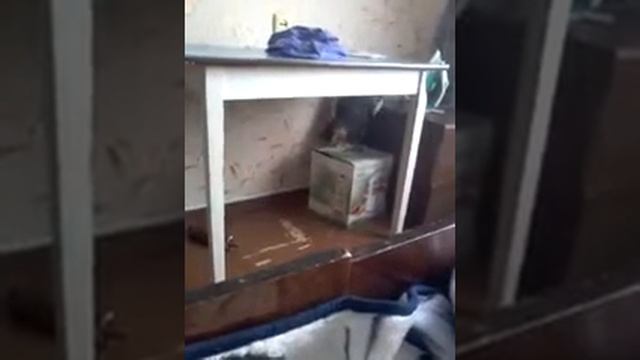 Умная кошка открывает коробку смотреть онлайн
