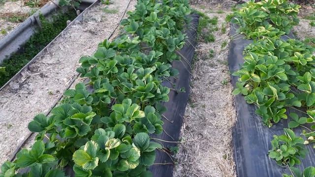 Стан виноградника на сьогодні після -6℃ смотреть онлайн