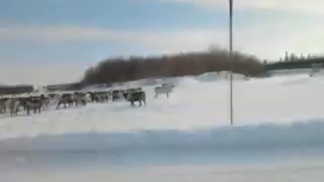 Переезд НЕНЦЫ 3 смотреть онлайн