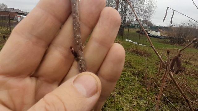 Обрезка сада фундука смотреть онлайн