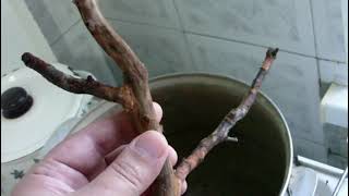 Коряга для аквариума своими руками из абрикоса! Подготовка коряги. Всё, что нужно знать! смотреть онлайн