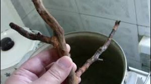 Коряга для аквариума своими руками из абрикоса! Подготовка коряги. Всё, что нужно знать!