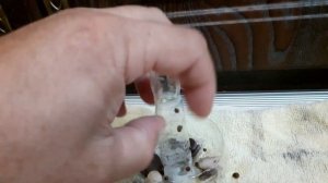 Ловушка для улиток  #аквариум#рыбки#улитки