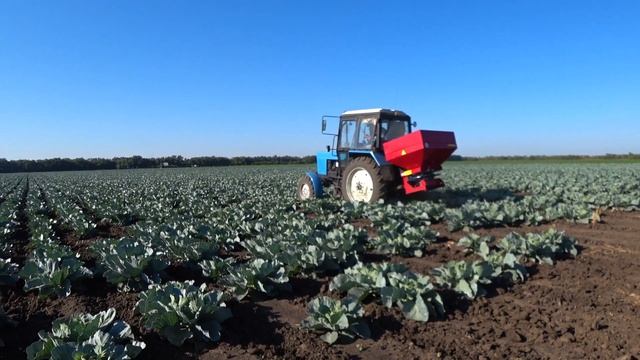 МТЗ-82 Вносим удобрение на капусту. смотреть онлайн