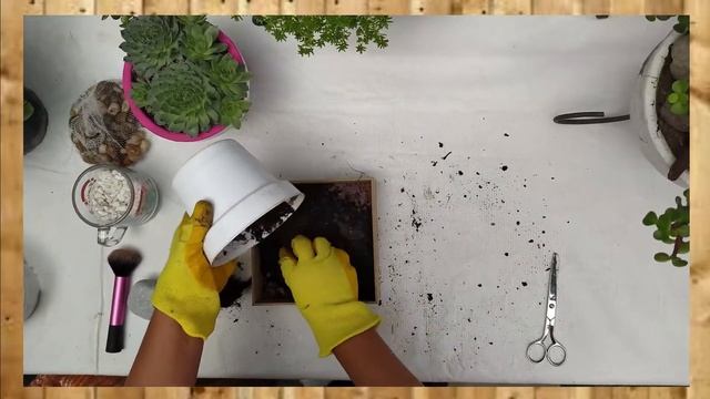 Hablemos de Sempervivum calcareum "Uña de señorita" | El jardín de mis amores смотреть онлайн