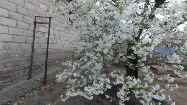 Уход за персиком весной от грибка и вредителей. Хорус и Децис.