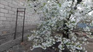 Уход за персиком весной от грибка и вредителей. Хорус и Децис.