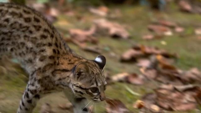 Малые кошки. Онцилла (Animalogic на русском) смотреть онлайн