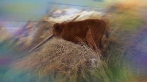 введение грубых кормов в рацион телят с двух недельного возраста