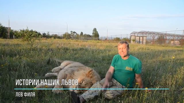 The stories of our lions! THE LION FILYA смотреть онлайн