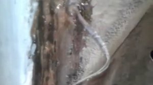 ВАЗ 2109. Отгнил номерной стакан.