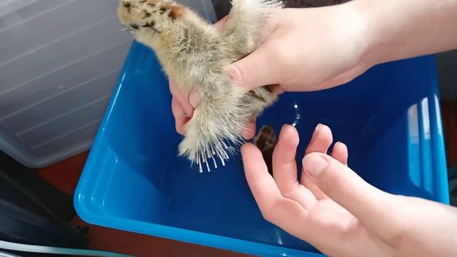 моё хозяйство. Цыплята разных пород смотреть онлайн