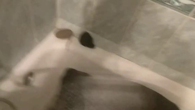 Щенок забрался в душ. Дратхаар, 4,3 месяца. смотреть онлайн
