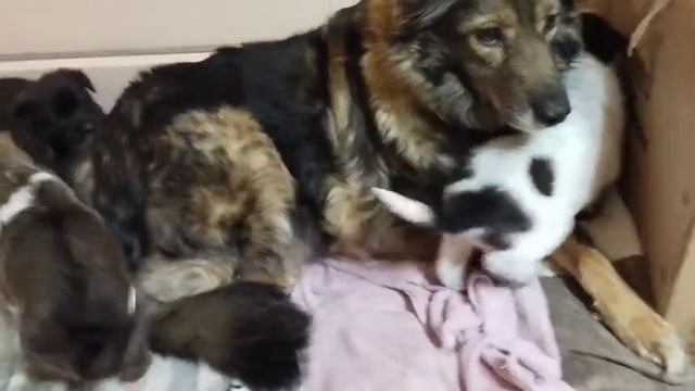 щенки 1 мес смотреть онлайн