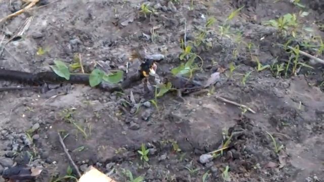 КТО КОГО УЖ ИЛИ ЛЯГУШКА ЧАСТЬ1 смотреть онлайн