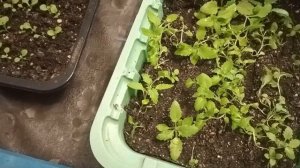 Пикируем немезию,мимулюс,немофилу,гвоздику.Прищипка.