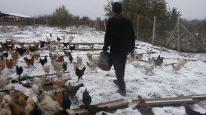 Птицеферма Новая Мака  (Дагестан) Россия