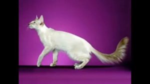 ПОРОДЫ КОШЕК