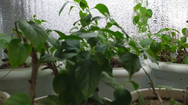 Бугенвиллия - режем черенки! Какой выбрать! смотреть онлайн