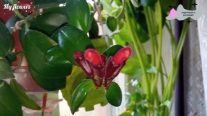 Эсхинантус Мона Лиза.Уход в домашних условиях.