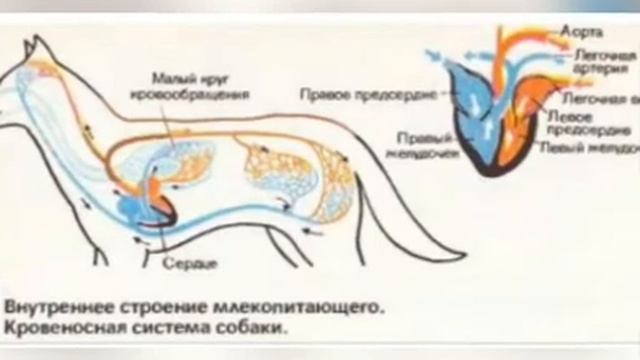 7-синиф биология смотреть онлайн