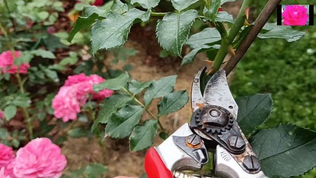 РОЗЫ. СРОЧНЫЙ ВЫПУСК!! ОБРЕЗКА ПЛЕТИСТЫХ РОЗ. смотреть онлайн