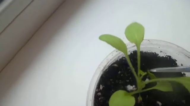 ПРИЩИПКА АМПЕЛЬНОЙ ПЕТУНИИ смотреть онлайн