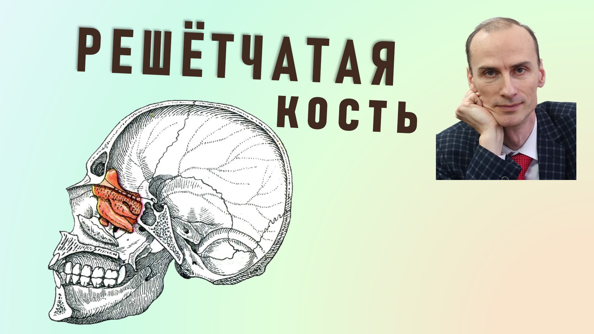 Решетчатая кость. Анатомия и строение решетчатой кости смотреть онлайн