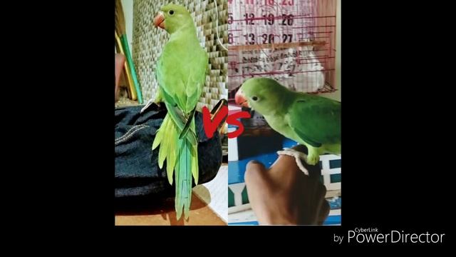 EPS-32 different types of birds in same cage in Tamil смотреть онлайн