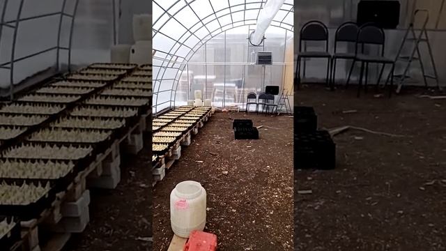 Старт выгонки тюльпанов к 8 марта.Как поддержать микроклимат в теплице! смотреть онлайн