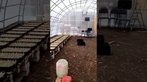 Старт выгонки тюльпанов к 8 марта.Как поддержать микроклимат в теплице!