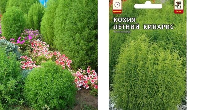 Цветы без рассады. Посейте эти цветы сразу в грунт, они станут украшением любого цветника смотреть онлайн