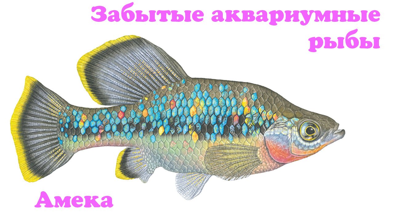 Забытые аквариумные рыбы -Амека(Ameca splendens) смотреть онлайн