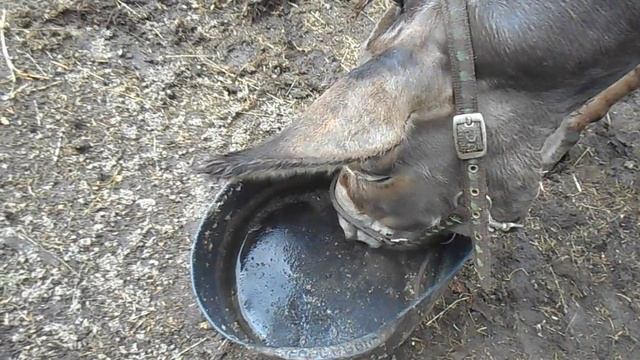 чудесные ослиные ушки смотреть онлайн