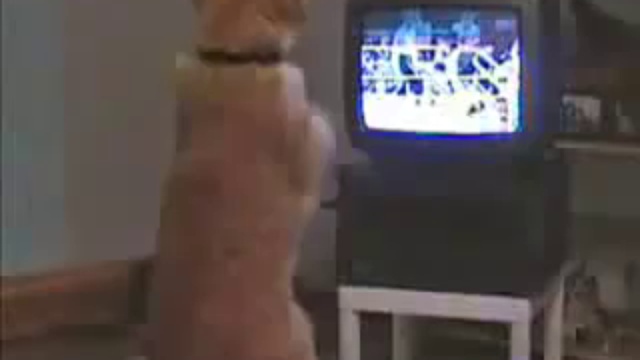 Кот Смотрит Бокс смотреть онлайн