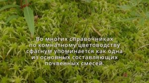 МОХ СФАГНУМ – НЕЗАМЕНИМАЯ ВЕЩЬ ДЛЯ КОМНАТНЫХ РАСТЕНИЙ