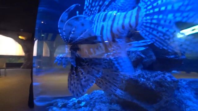 В поисках Немо смотреть онлайн