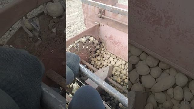 Простая посадка картофеля трактором смотреть онлайн