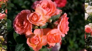 Видео обзор розы Амелия Ренессанс (Шраб)  Amelia Renaissance (Olesen, Дания, 2003)