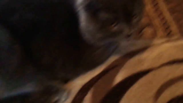 Кот Марсик сьогодні написал соседям на коврик і сидить дома грусний😦 смотреть онлайн