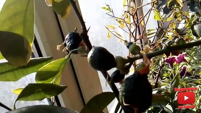 Лимоны Мандарины ДОМА Зимой Разные сорта в квартире что хорошо плодоносит lemon citrus Mandarin смотреть онлайн