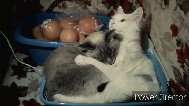 Колыбельная для котика смотреть онлайн